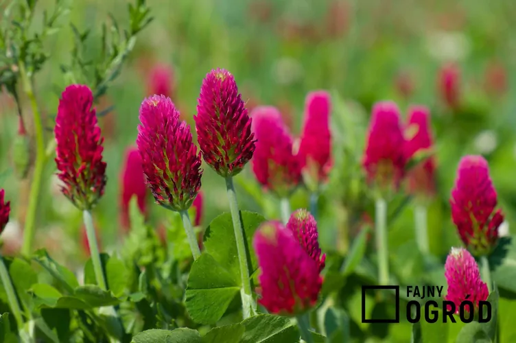 Koniczyna szkarłatna