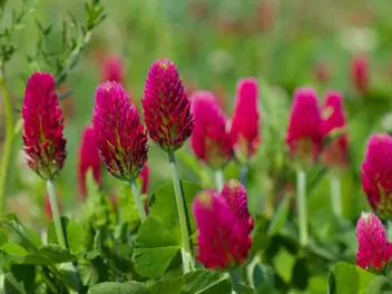 Koniczyna krwistoczerwona - zdjęcie 3