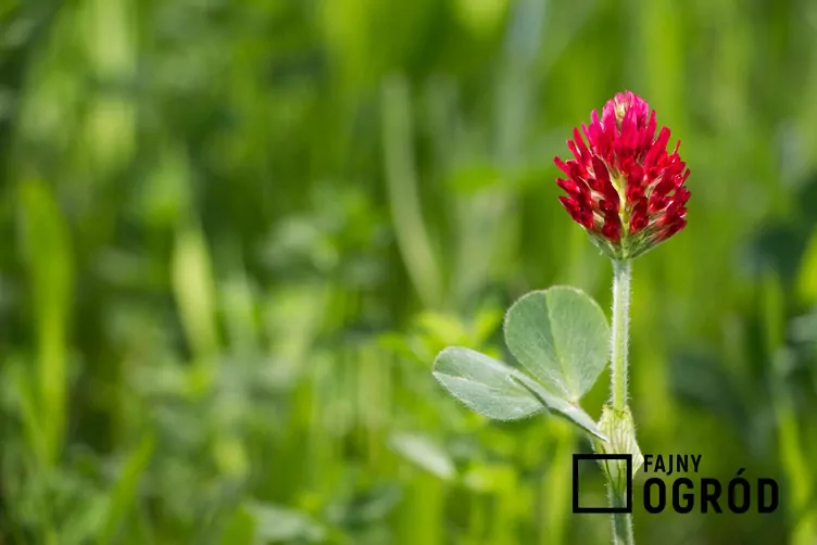 Koniczyna krwistoczerwona