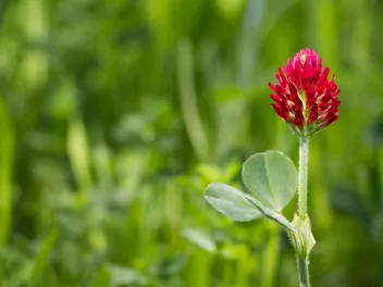 Koniczyna krwistoczerwona - zdjęcie 4