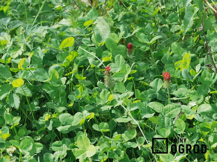 Koniczyna krwistoczerwona - zdjęcie 5