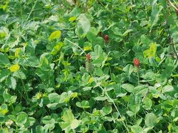 Koniczyna krwistoczerwona - zdjęcie 5