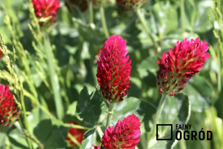 koniczyna-krwistoczerwona-1 Koniczyna krwistoczerwona