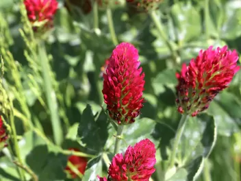 Zdjęcie ilustrujące koniczyna krwistoczerwona