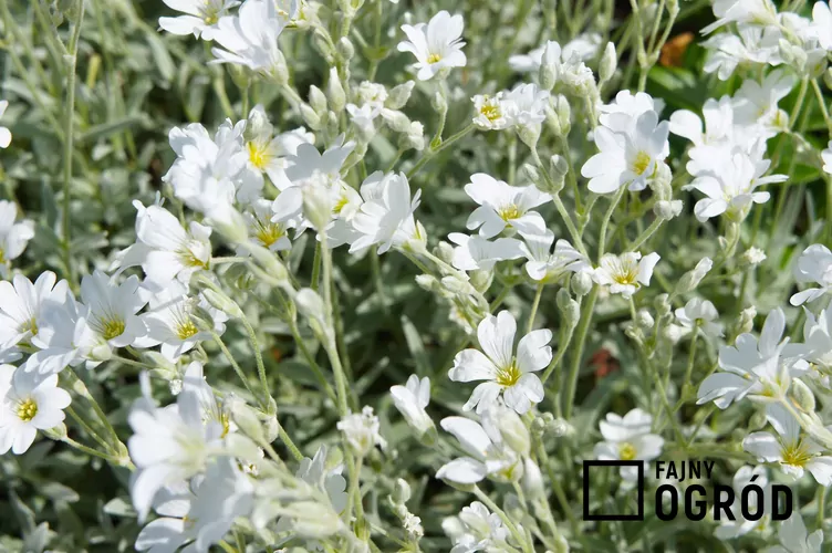 Rogownica Biebersteina