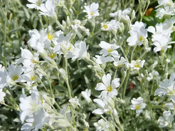 Ilustracja rośliny rogownica biebersteina