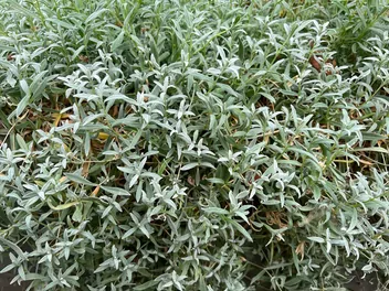 Rogownica Biebersteina - zdjęcie 2