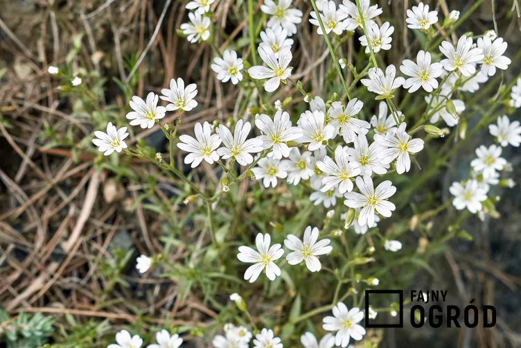 Rogownica Biebersteina