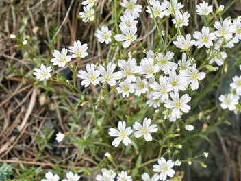 Rogownica Biebersteina - zdjęcie 3