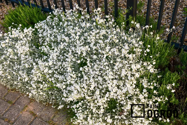 Rogownica Biebersteina