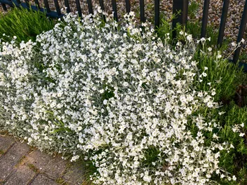 Rogownica Biebersteina - zdjęcie 4