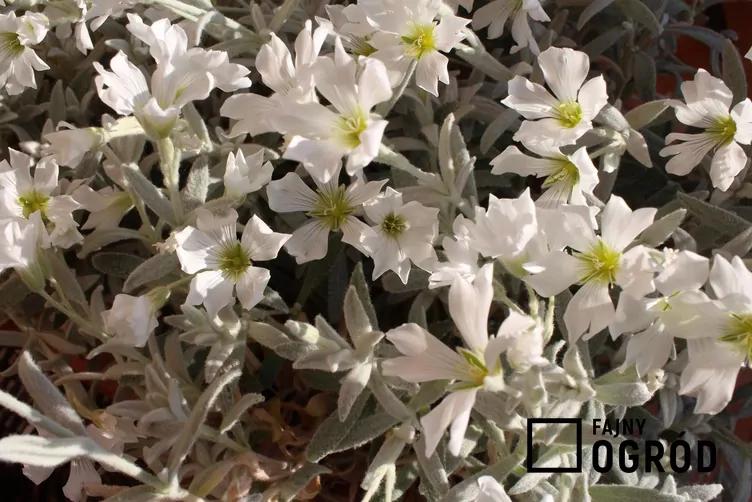 Rogownica Biebersteina - zdjęcie 5