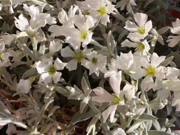 Rogownica Biebersteina - zdjęcie 5