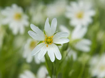 Ilustracja rośliny rogownica pospolita