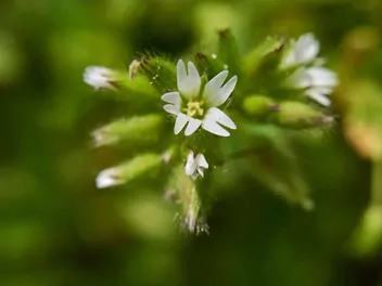 Rogownica pospolita - zdjęcie 2