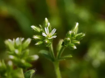 Rogownica pospolita - zdjęcie 3