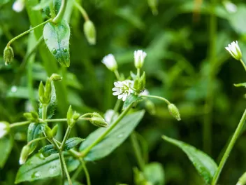 Rogownica pospolita - zdjęcie 4