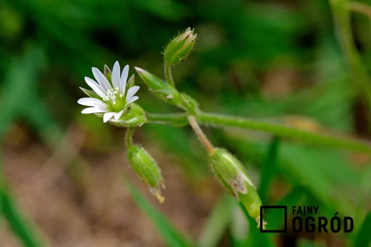 Rogownica pospolita - zdjęcie 5