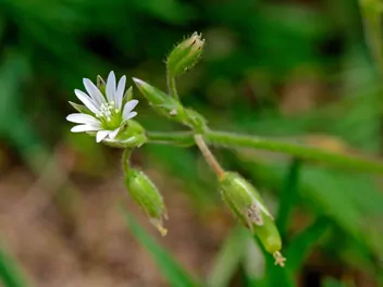 Rogownica pospolita - zdjęcie 5