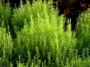 Ilustracja rośliny mietelnik żakula