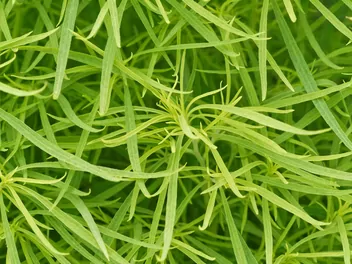 Mietelnik żakula - zdjęcie 3