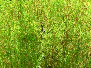 Mietelnik żakula - zdjęcie 4