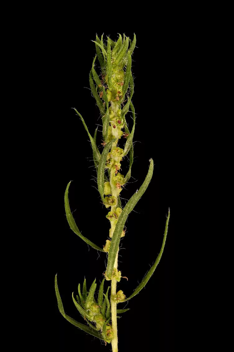 Mietelnik żakula - zdjęcie 5