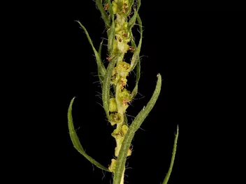 Mietelnik żakula - zdjęcie 5