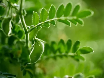 Ciecierzyca pospolita - zdjęcie 2