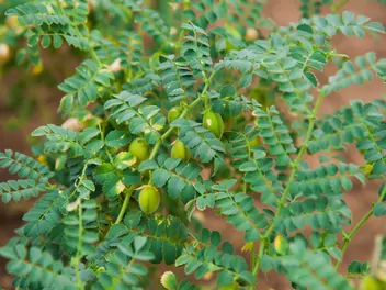 Ciecierzyca pospolita - zdjęcie 3