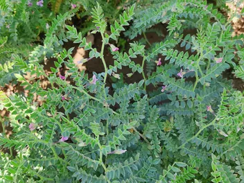 Ciecierzyca pospolita - zdjęcie 4