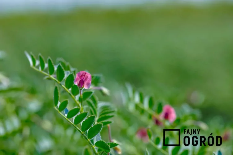 Ciecierzyca pospolita - zdjęcie 5