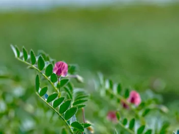 Ciecierzyca pospolita - zdjęcie 5