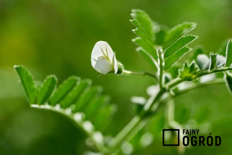 ciecierzyca-pospolita-1 Ciecierzyca pospolita