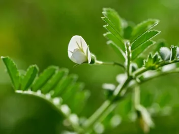 Zdjęcie ilustrujące ciecierzyca pospolita