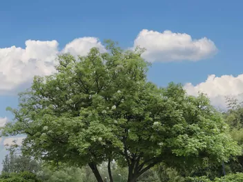 Jesion mannowy - zdjęcie 2