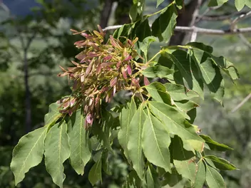 Jesion mannowy - zdjęcie 4