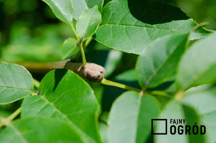 Jesion mannowy - zdjęcie 5