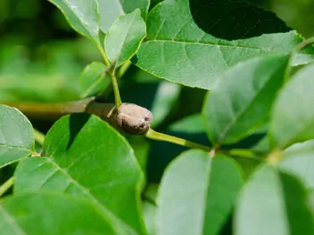 Jesion mannowy - zdjęcie 5