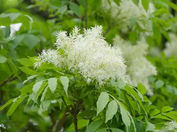 Ilustracja rośliny jesion mannowy