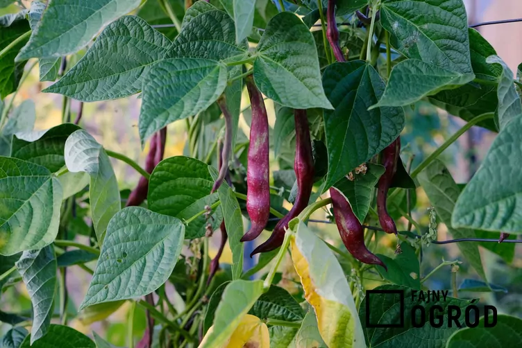 Fasola wielokwiatowa