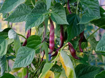 Fasola wielokwiatowa - zdjęcie 3