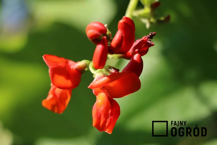 Fasola wielokwiatowa