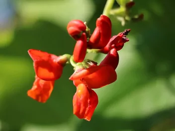 Fasola wielokwiatowa - zdjęcie 4