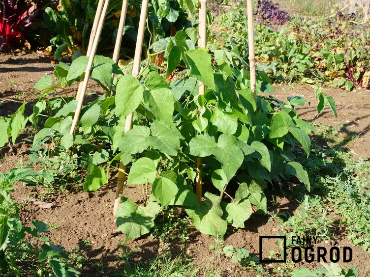 Fasola wielokwiatowa - zdjęcie 5