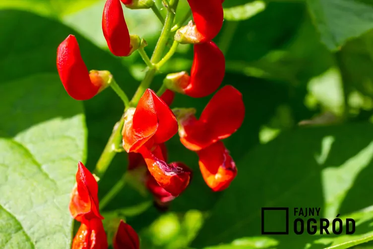 Fasola wielokwiatowa