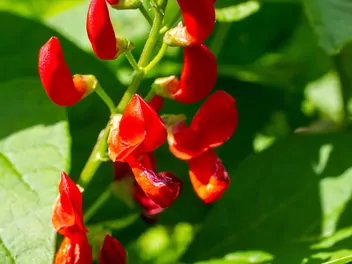 Zdjęcie ilustrujące fasola wielokwiatowa