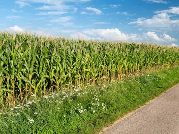 Kukurydza zwyczajna - zdjęcie 2