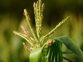 Kukurydza zwyczajna - zdjęcie 3