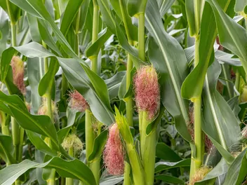 Kukurydza zwyczajna - zdjęcie 4